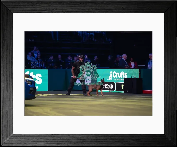 Framed Print : West Midlands Police dog Display Framed Print : West Midlands Police dog Display