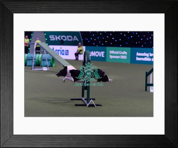 Framed Print : Lee Gibson & Star (Euro Star) competing in the Agility Championships Intermediate Final today (Thursday 06 / 03 / 25)
