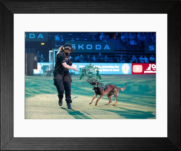 Framed Print : West Midlands Police dog Display Framed Print : West Midlands Police dog Display