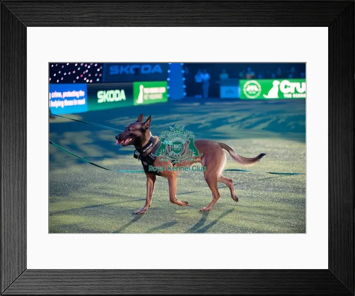 Framed Print : West Midlands Police dog Display Framed Print : West Midlands Police dog Display