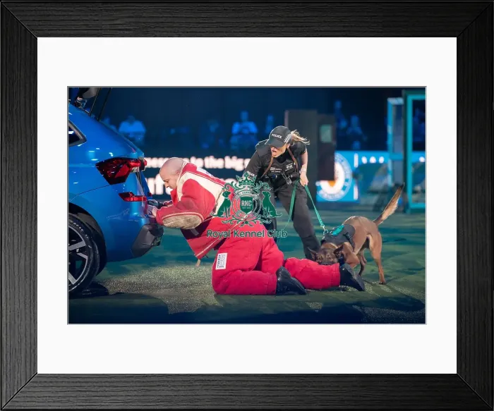 Framed Print : West Midlands Police dog Display Framed Print : West Midlands Police dog Display