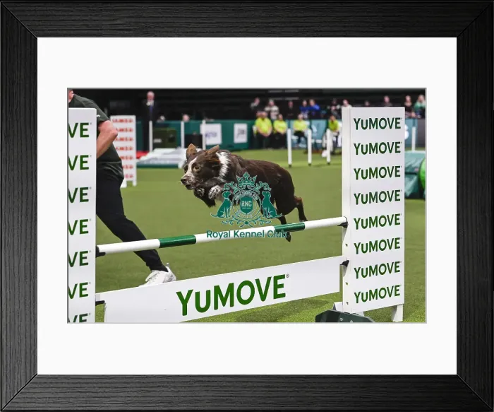 Framed Print : David Munnings & Legacy (Agility Champion Comebyanaway Wot A Legacy)