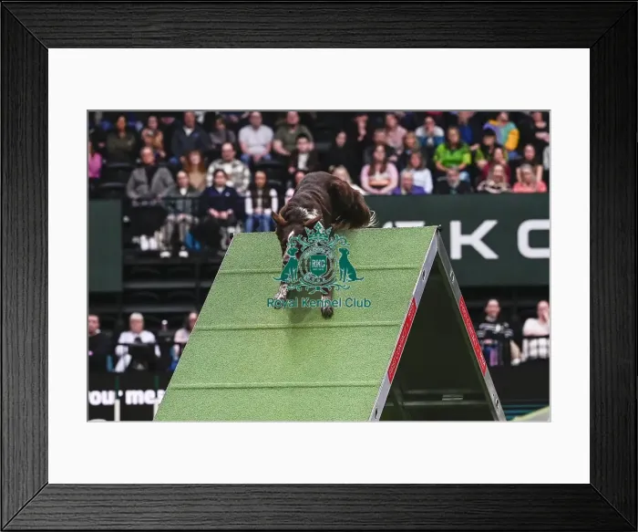 Framed Print : David Munnings & Legacy (Agility Champion Comebyanaway Wot A Legacy)