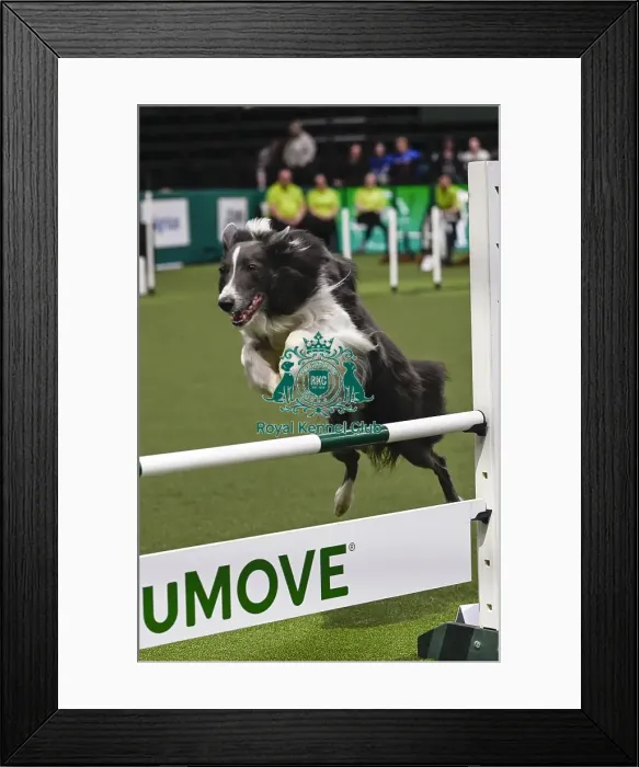 Framed Print : Mike Bendell & Falcon (AG CH Lookylooky Blue Falcon) Framed Print : Mike Bendell & Falcon (AG CH Lookylooky Blue Falcon)