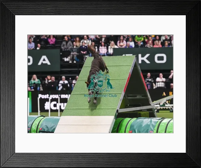 Framed Print : David Munnings & Legacy (Agility Champion Comebyanaway Wot A Legacy)