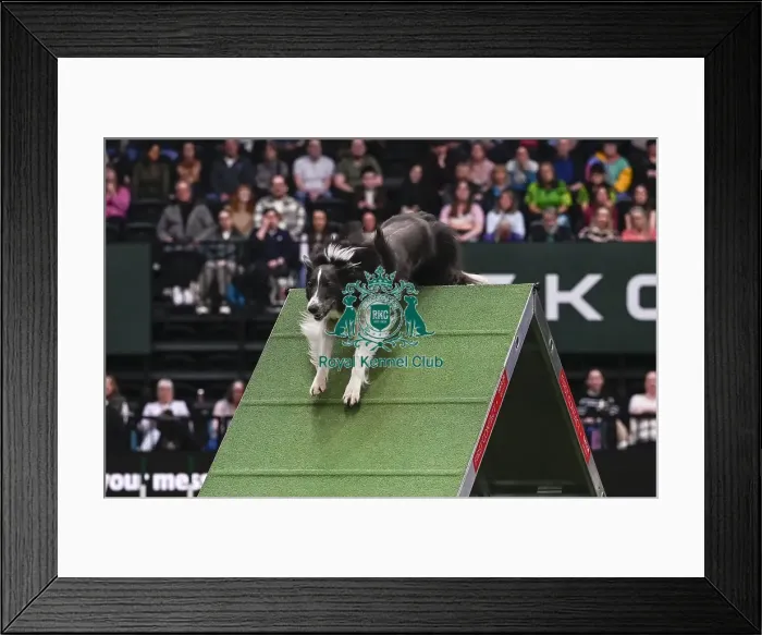 Framed Print : Mike Bendell & Falcon (AG CH Lookylooky Blue Falcon) Framed Print : Mike Bendell & Falcon (AG CH Lookylooky Blue Falcon)