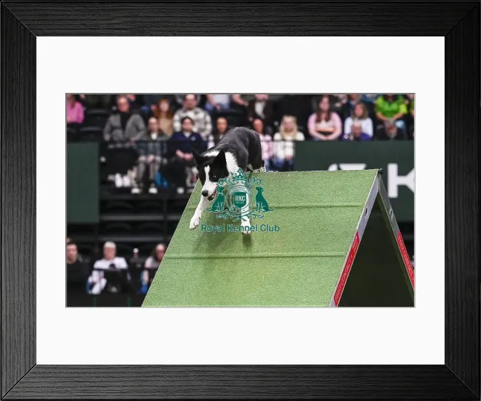 Framed Print : Euan Paterson & Crazee (AG CH Devongem Quick Time) Framed Print : Euan Paterson & Crazee (AG CH Devongem Quick Time)