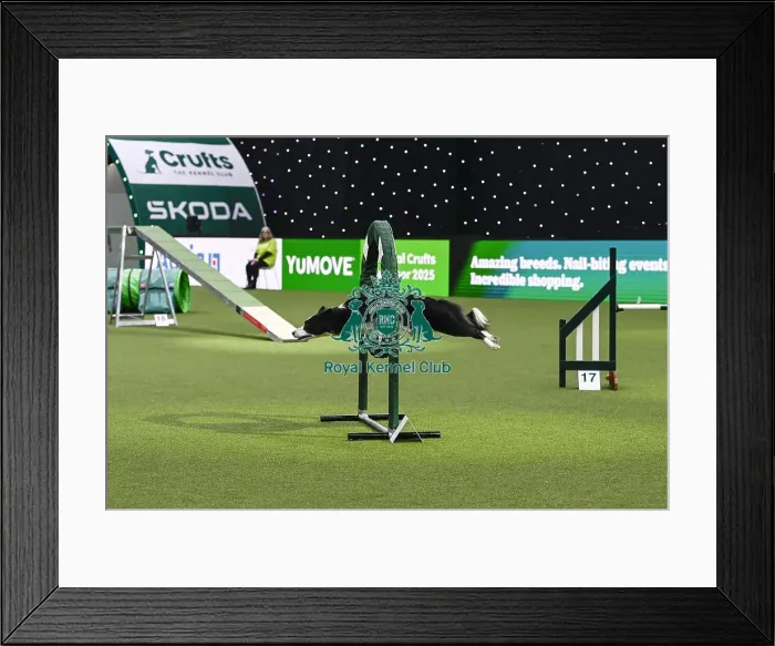 Framed Print : Dalton Meredith & Eclipse (AG CH Fandabidozi Eclipse Of Dust) Framed Print : Dalton Meredith & Eclipse (AG CH Fandabidozi Eclipse Of Dust)