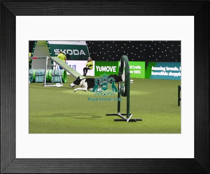 Framed Print : Euan Paterson & Crazee (AG CH Devongem Quick Time) Framed Print : Euan Paterson & Crazee (AG CH Devongem Quick Time)