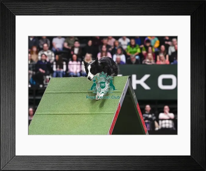 Framed Print : Dalton Meredith & Eclipse (AG CH Fandabidozi Eclipse Of Dust) Framed Print : Dalton Meredith & Eclipse (AG CH Fandabidozi Eclipse Of Dust)