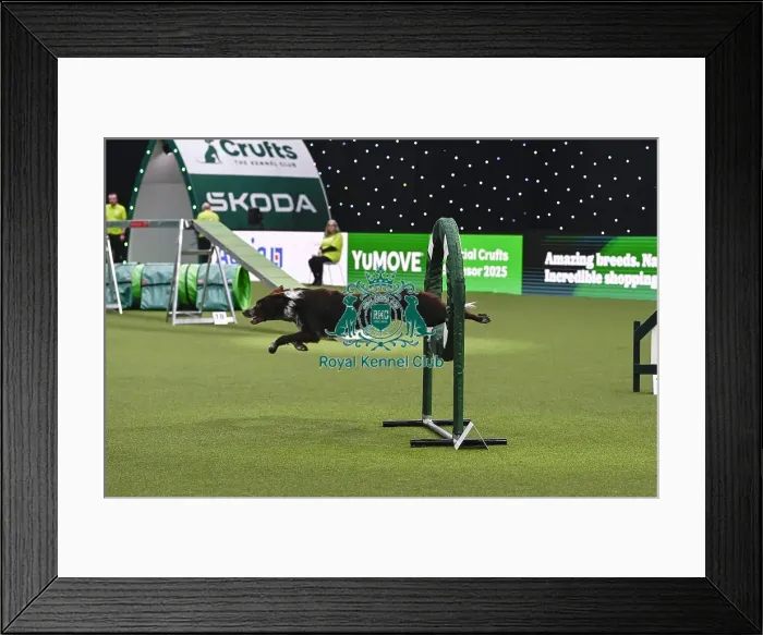 Framed Print : David Munnings & Legacy (Agility Champion Comebyanaway Wot A Legacy)