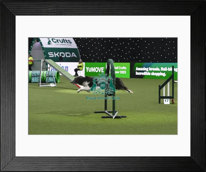 Framed Print : Mike Bendell & Falcon (AG CH Lookylooky Blue Falcon) Framed Print : Mike Bendell & Falcon (AG CH Lookylooky Blue Falcon)