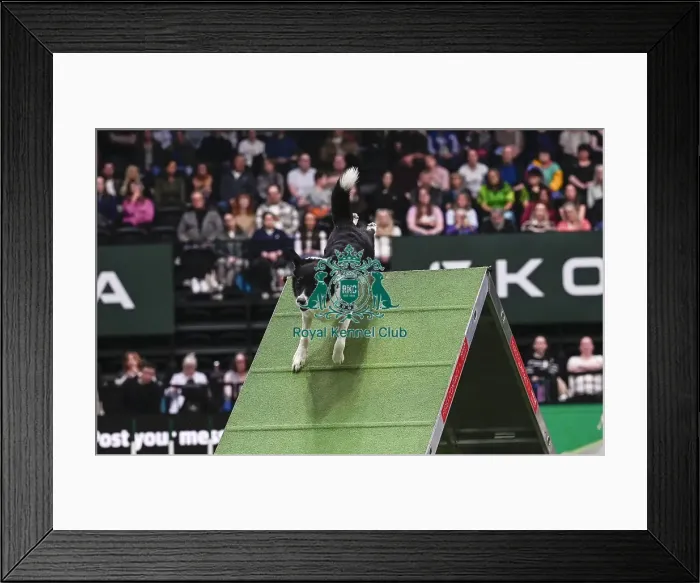 Framed Print : Alan Bray & Ticket (Agility Champion Devongem Blade Runner At Upanovatigers) Framed Print : Alan Bray & Ticket (Agility Champion Devongem Blade Runner At Upanovatigers)