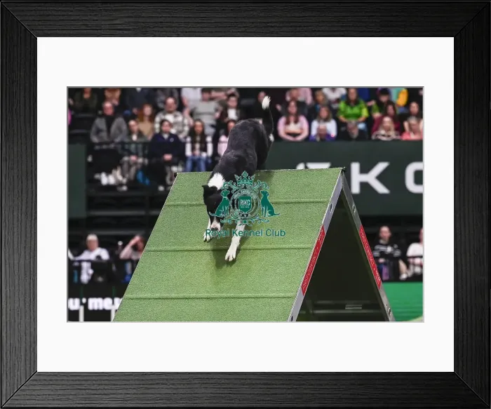 Framed Print : Jo Gleed & Stealie (Ag. Ch) Framed Print : Jo Gleed & Stealie (Ag. Ch)