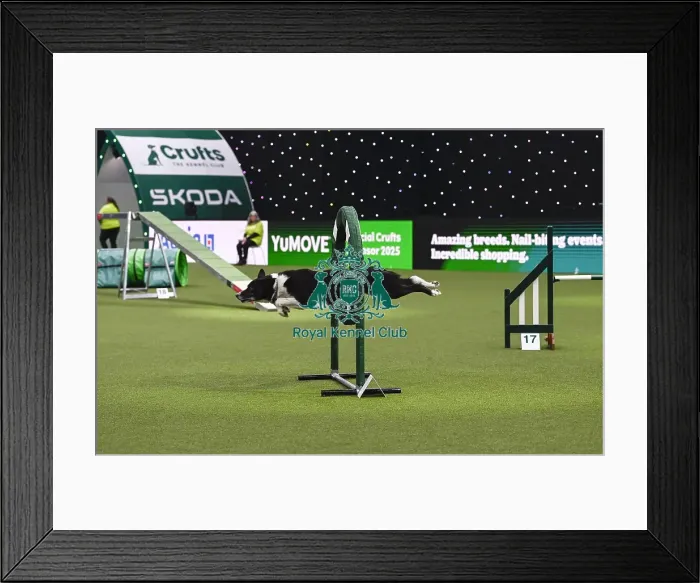 Framed Print : Alan Bray & Ticket (Agility Champion Devongem Blade Runner At Upanovatigers) Framed Print : Alan Bray & Ticket (Agility Champion Devongem Blade Runner At Upanovatigers)