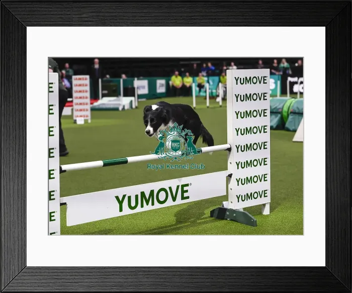 Framed Print : Jo Gleed & Stealie (Ag. Ch) Framed Print : Jo Gleed & Stealie (Ag. Ch)