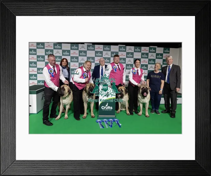 Framed Print : Breeders Tracey & Steve Coulman-Howell with their 4th placed Mastiffs who was competing today in the Breeders Framed Print : Breeders Tracey & Steve Coulman-Howell with their 4th placed Mastiffs who was competing today in the Breeders