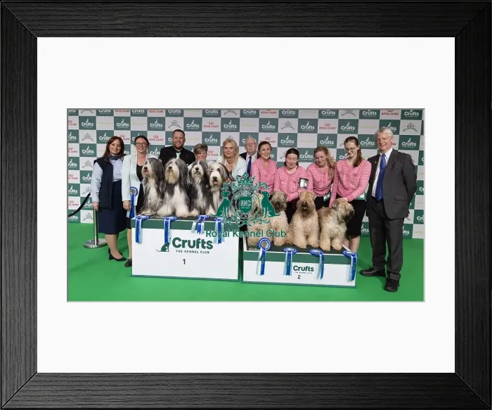 Framed Print : Breeder Rachel Salter with her Bearded Collie winners who was competing today in the Breeders Competiition with runners Framed Print : Breeder Rachel Salter with her Bearded Collie winners who was competing today in the Breeders Competiition with runners