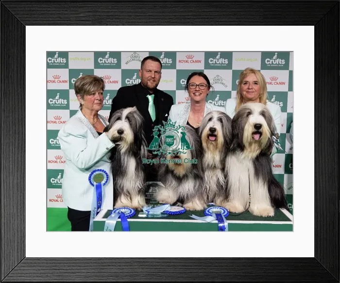 Framed Print : Breeder Rachel Salter with her Bearded Collie winners who was competing today in the Breeders Competiition Framed Print : Breeder Rachel Salter with her Bearded Collie winners who was competing today in the Breeders Competiition