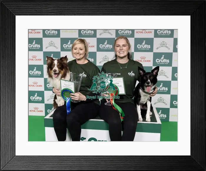 Framed Print : Agility Champions Large Final Runner up Kayleigh Hewit with Manicjax Summer like a sauna Framed Print : Agility Champions Large Final Runner up Kayleigh Hewit with Manicjax Summer like a sauna