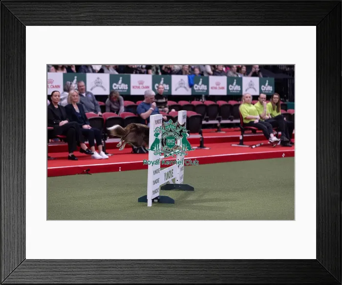 Framed Print : Montaki Fly Guy, Agility Crufts Novice Cup Final Large Winner of the overall section large Framed Print : Montaki Fly Guy, Agility Crufts Novice Cup Final Large Winner of the overall section large