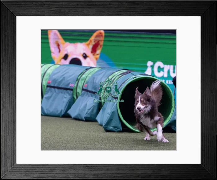 Framed Print : Montaki Fly Guy, Agility Crufts Novice Cup Final Large Winner of the overall section large Framed Print : Montaki Fly Guy, Agility Crufts Novice Cup Final Large Winner of the overall section large