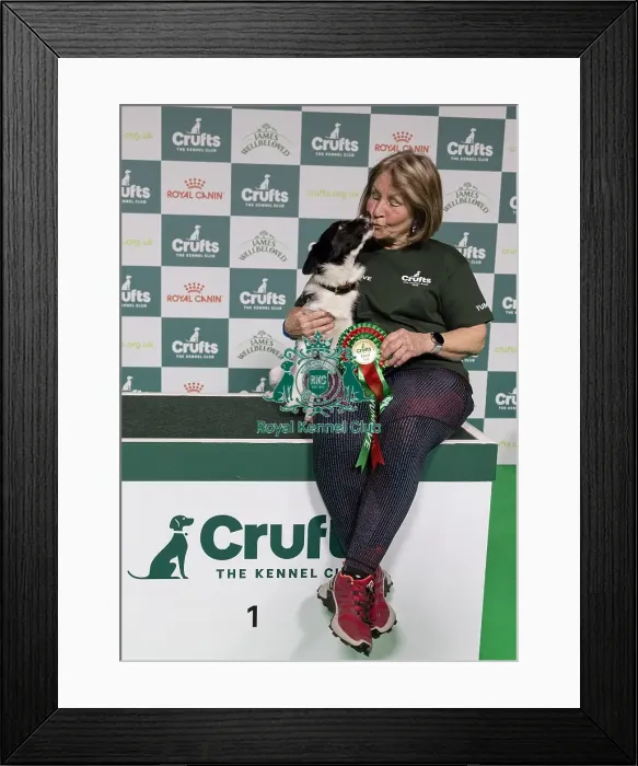 Framed Print : Agility Crufts Novice Cup Final - Medium Overall winner Jo Adams with Devonduet Game on Taboo Framed Print : Agility Crufts Novice Cup Final - Medium Overall winner Jo Adams with Devonduet Game on Taboo