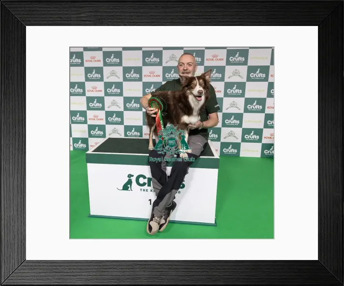 Framed Print : Agility Crufts Novice Cup Final - LargeOverall winner Mark Douglas with Montana Fly Guy Framed Print : Agility Crufts Novice Cup Final - LargeOverall winner Mark Douglas with Montana Fly Guy