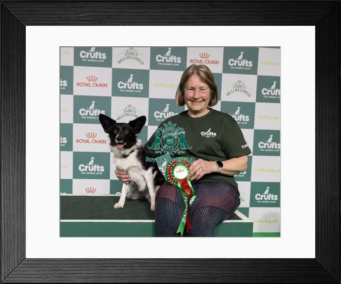 Framed Print : Agility Crufts Novice Cup Final - Medium Overall winner Jo Adams with Devonduet Game on Taboo