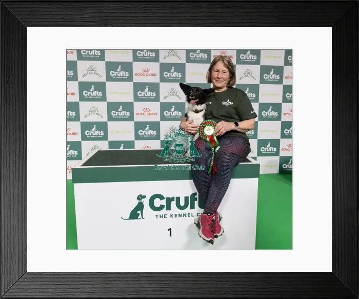 Framed Print : Agility Crufts Novice Cup Final - Medium Overall winner Jo Adams with Devonduet Game on Taboo