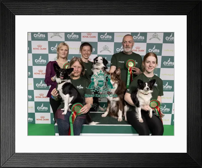 Framed Print : Agility Crufts Novice Cup Final - Medium Overall winner Jo Adams & Devonduet Game on Taboo Framed Print : Agility Crufts Novice Cup Final - Medium Overall winner Jo Adams & Devonduet Game on Taboo