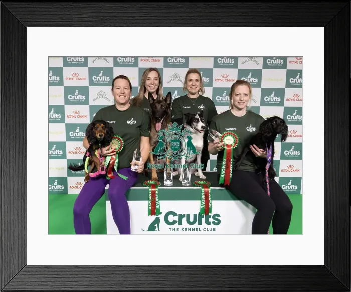Framed Print : Agility Crufts Novice Cup Final - Agility Winners Framed Print : Agility Crufts Novice Cup Final - Agility Winners