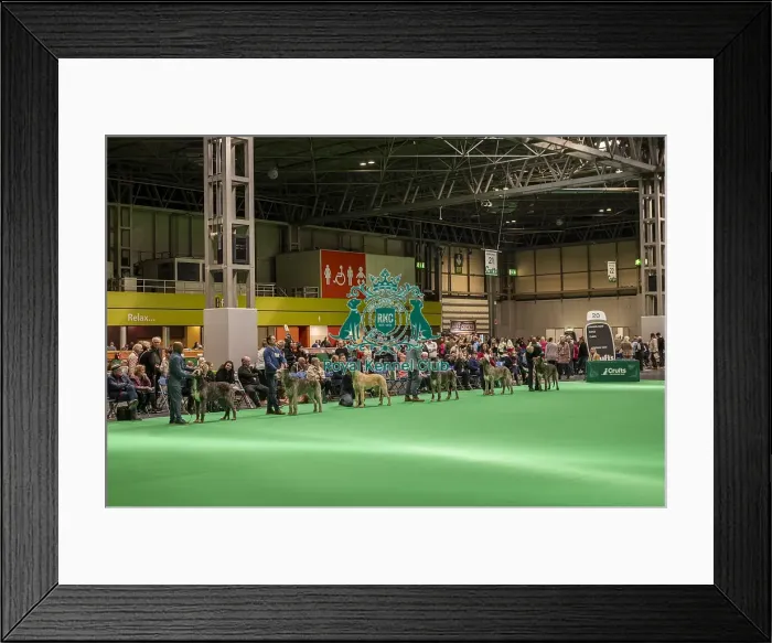 Framed Print : Irish Wolfhound's being shown in Ring 20 Framed Print : Irish Wolfhound's being shown in Ring 20