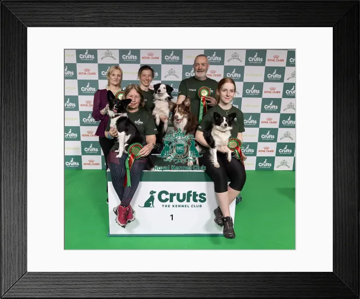Framed Print : Agility Crufts Novice Cup Final - Medium Overall winner Jo Adams & Devonduet Game on Taboo Framed Print : Agility Crufts Novice Cup Final - Medium Overall winner Jo Adams & Devonduet Game on Taboo