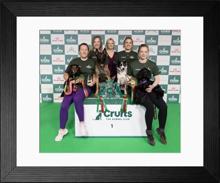 Framed Print : Agility Crufts Novice Cup Final - Agility Winners Framed Print : Agility Crufts Novice Cup Final - Agility Winners