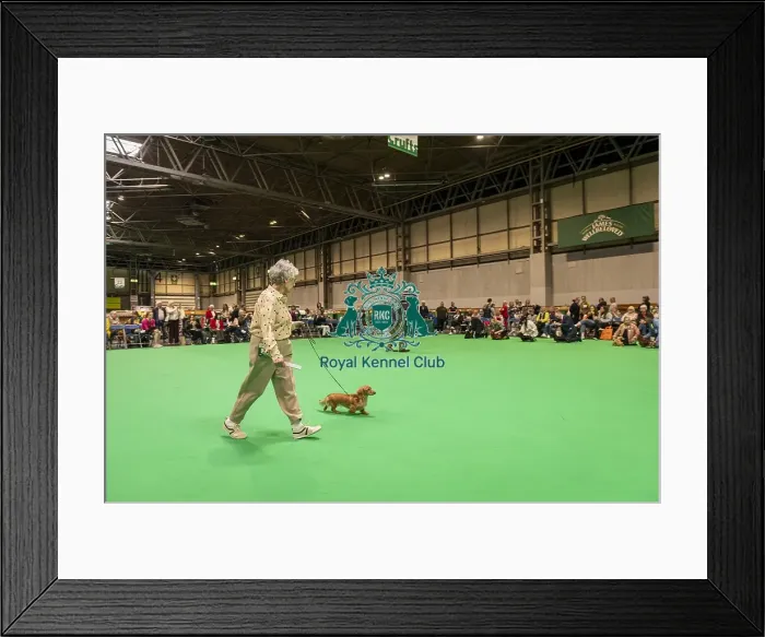 Framed Print : Border Terrier's being shown in Ring 12 Framed Print : Border Terrier's being shown in Ring 12