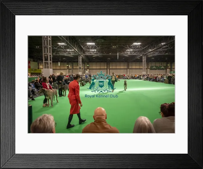 Framed Print : Irish Wolfhound's being shown in Ring 20 Framed Print : Irish Wolfhound's being shown in Ring 20