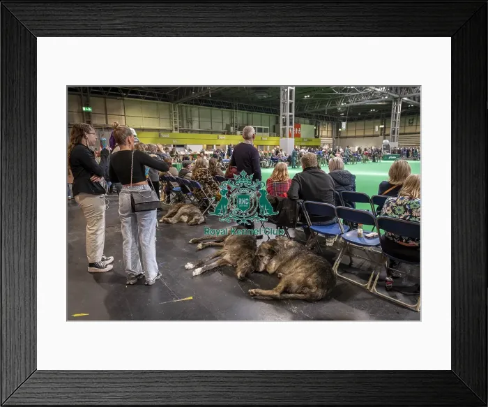 Framed Print : Irish Wolfhounds, resting by ring 20 today (Thursday 06 / 03 / 25) Framed Print : Irish Wolfhounds, resting by ring 20 today (Thursday 06 / 03 / 25)