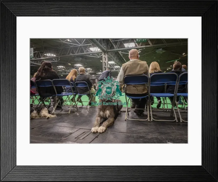 Framed Print : Grayson, an Irish Wolfhound, from Nottingham Framed Print : Grayson, an Irish Wolfhound, from Nottingham