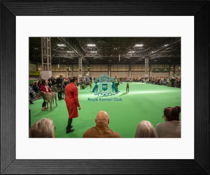 Framed Print : Irish Wolfhound's being shown in Ring 20 Framed Print : Irish Wolfhound's being shown in Ring 20