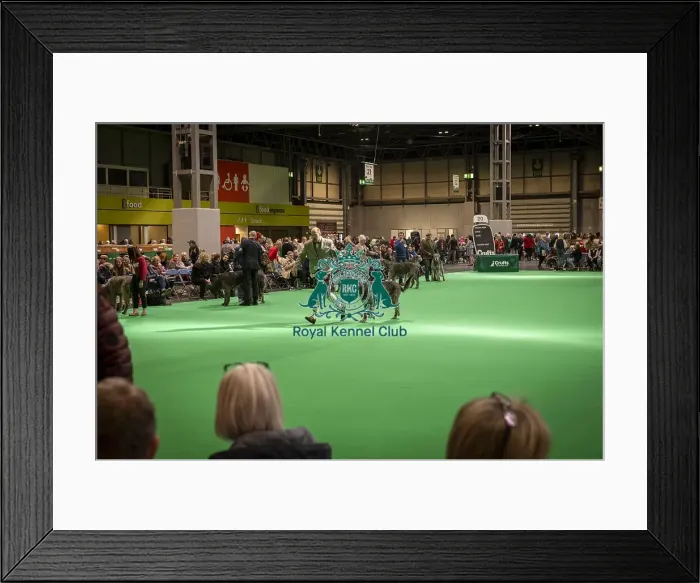Framed Print : Irish Wolfhound's being shown in Ring 20 today (Thursday 06 / 03 / 25) Framed Print : Irish Wolfhound's being shown in Ring 20 today (Thursday 06 / 03 / 25)