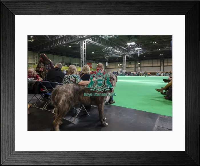 Framed Print : Gerry, an Irish Wolfhound, from Scotland Framed Print : Gerry, an Irish Wolfhound, from Scotland