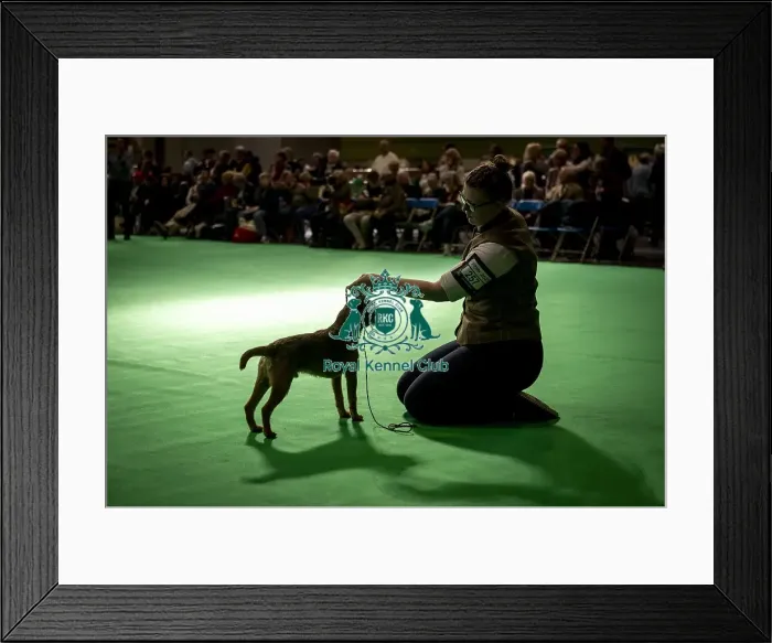 Framed Print : Border Terrier showing in ring 12 Framed Print : Border Terrier showing in ring 12