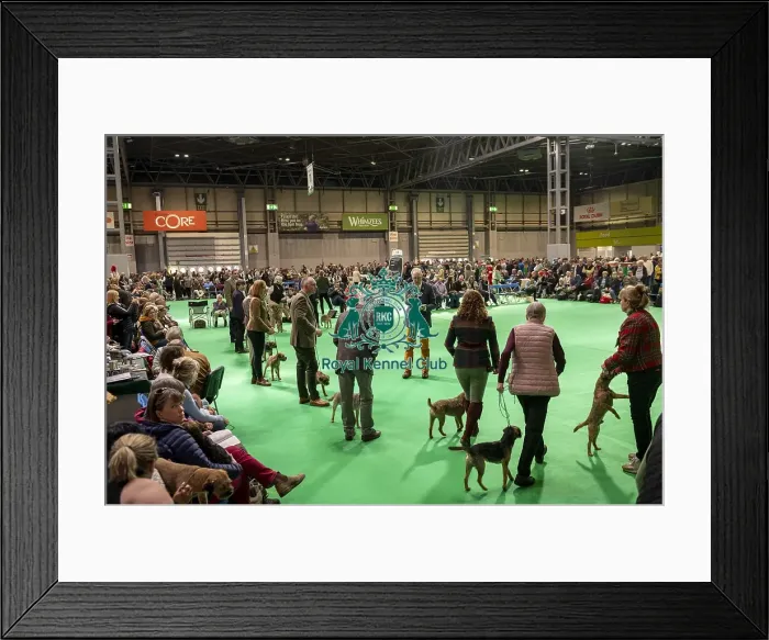 Framed Print : Border Terrier showing in ring 12