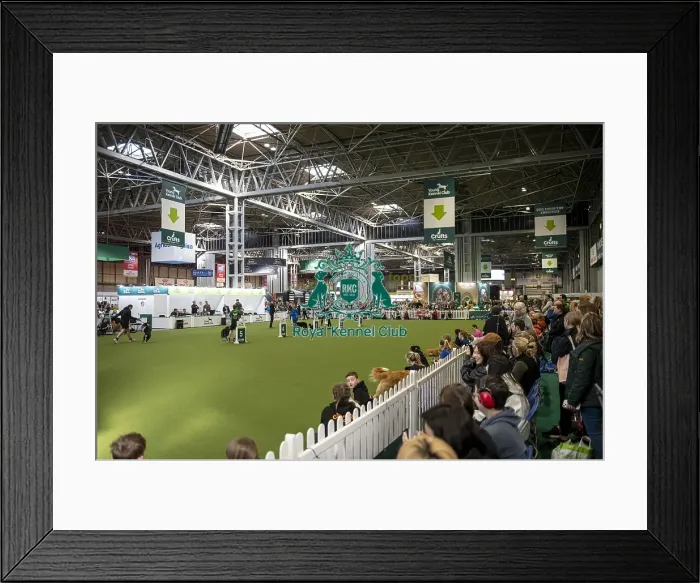 Framed Print : Young Kennel Club Arena, today (Thursday 06 / 03 / 25)