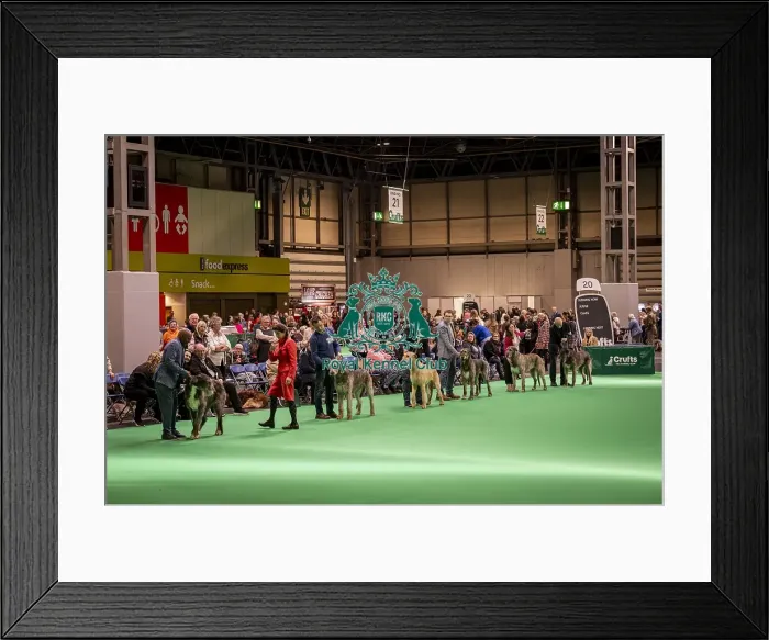 Framed Print : Irish Wolfhound's being shown in Ring 19 Framed Print : Irish Wolfhound's being shown in Ring 19