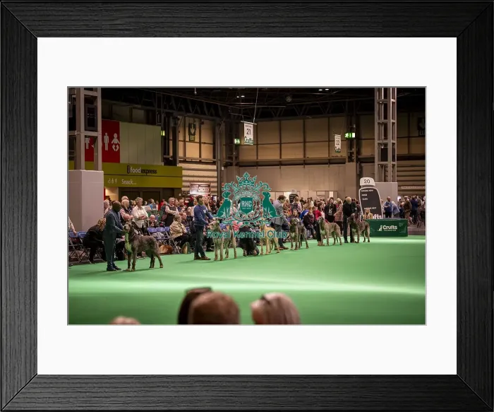Framed Print : Irish Wolfhound's being shown in Ring 19 Framed Print : Irish Wolfhound's being shown in Ring 19