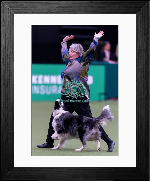Framed Print : Jess Jones with Caliwag, Competitng at Heelwork to Music Competition Framed Print : Jess Jones with Caliwag, Competitng at Heelwork to Music Competition