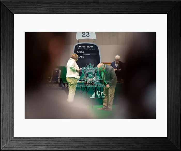 Framed Print : Mr M Sanders at ring 23 judging a Dachshund ( Mininature Long Haired) in the limit bitch class today (Thursday 06 / 03 / 25)
