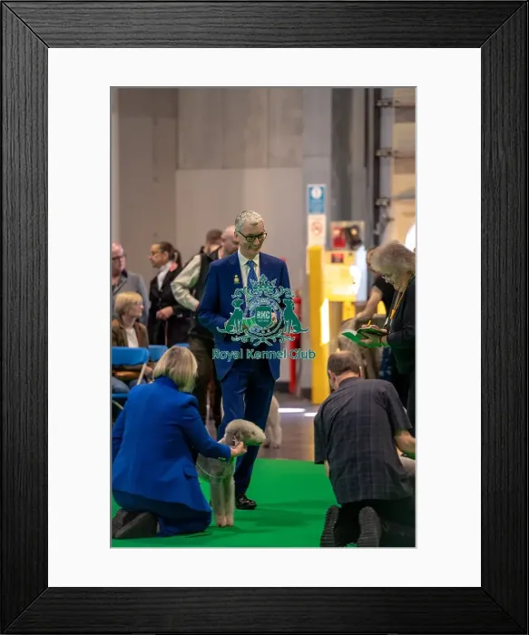 Framed Print : Mr P Eardley Judging, a Bedlington Terrier